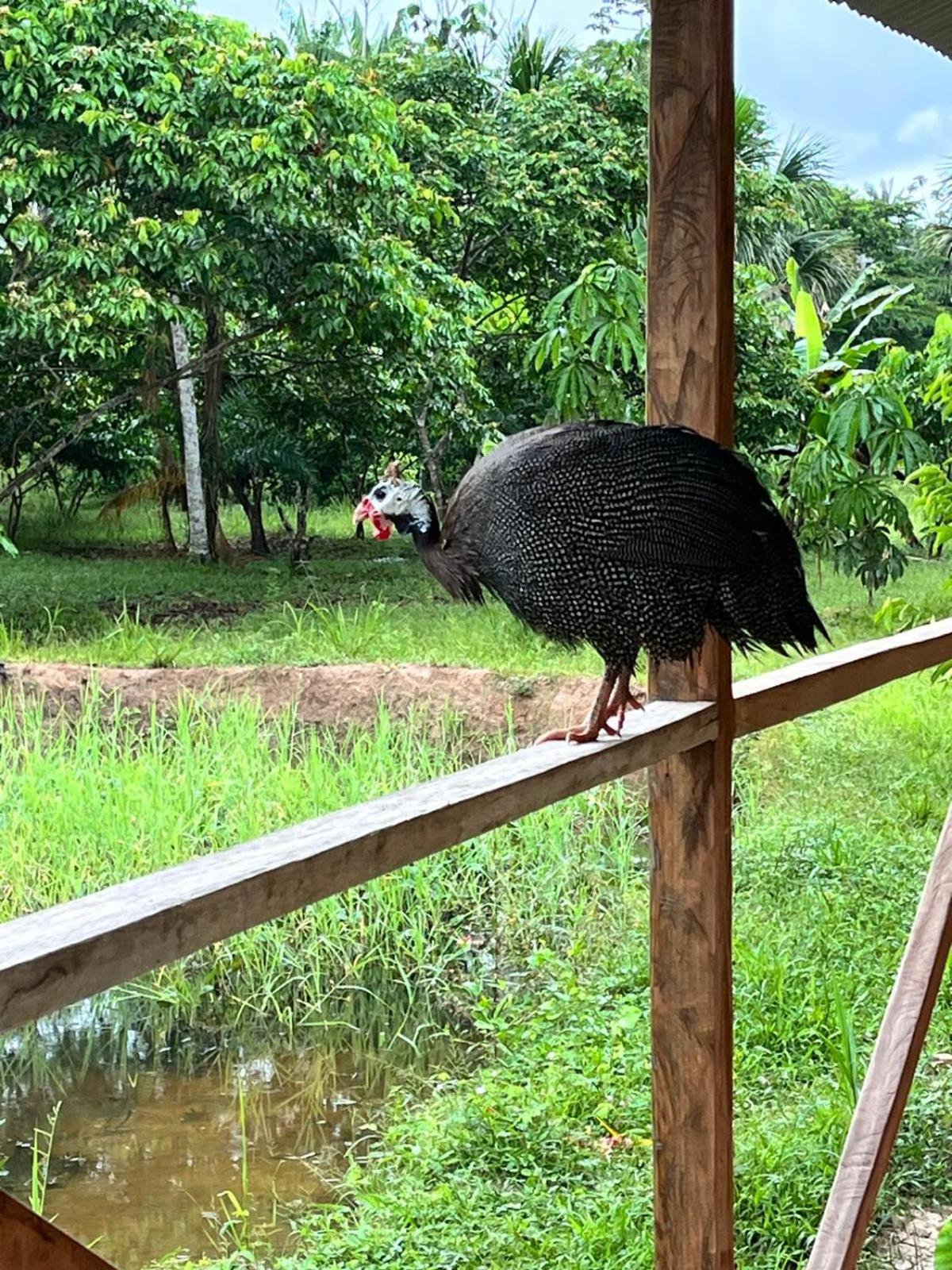 Purachata Ecolodge Iquitos Exteriör bild