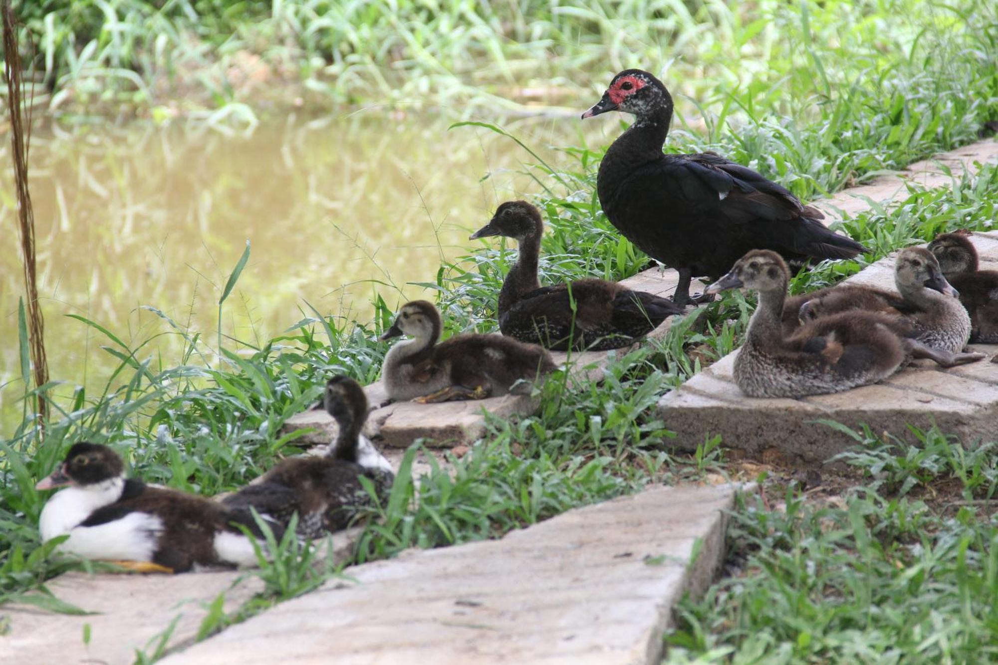 Purachata Ecolodge Iquitos Exteriör bild